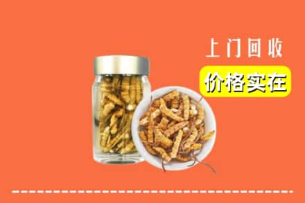 收购资讯:焦作市解放回收散虫草